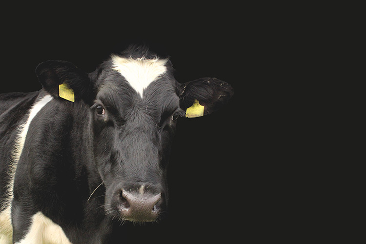 Haslop & Mason, Brady are First Choice for safety at dairy giant Woodlands